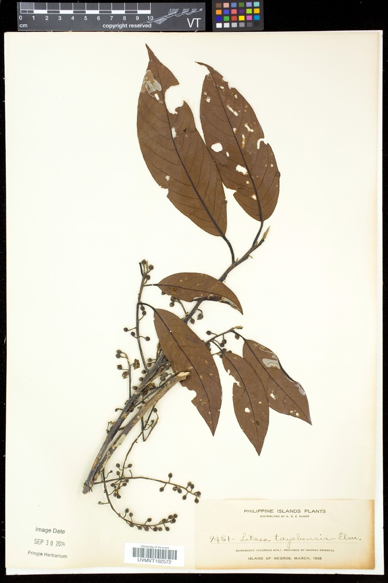 Actinodaphne tayabensis photo 3
