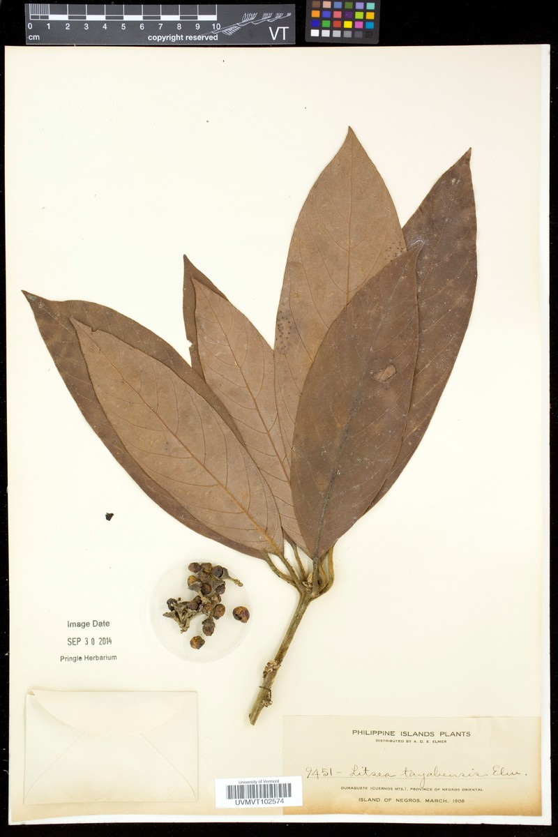 Actinodaphne tayabensis photo 4