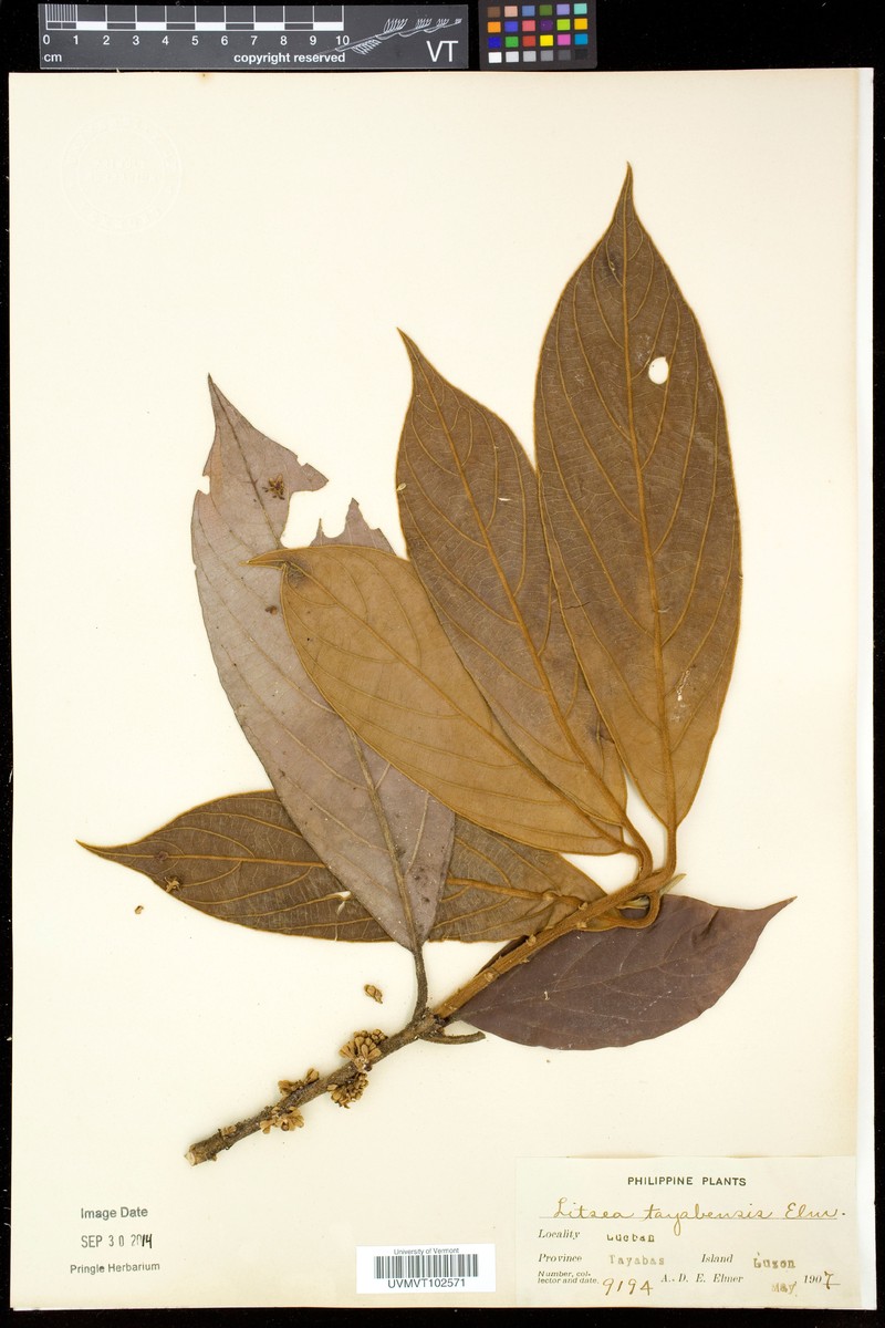 Actinodaphne tayabensis photo 5