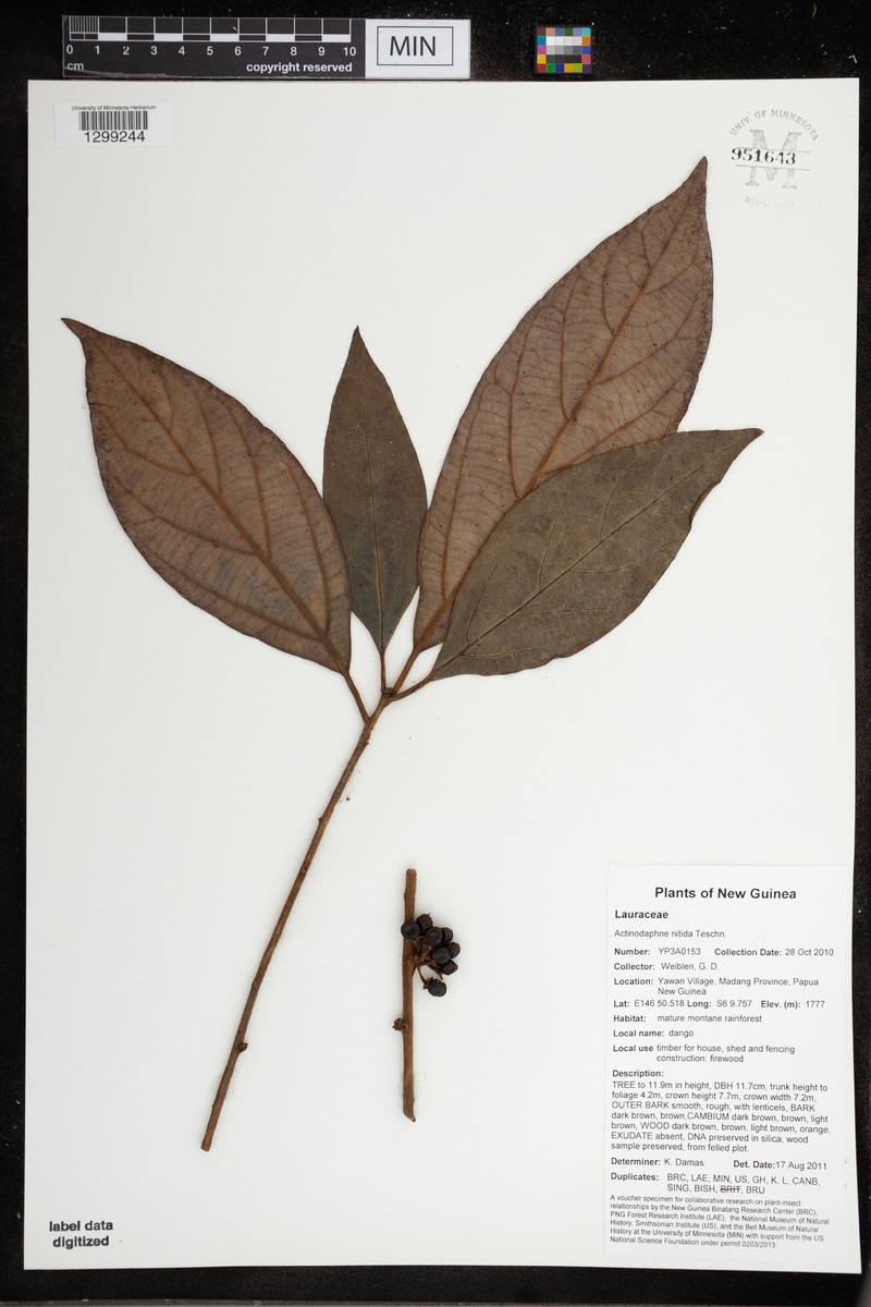 Actinodaphne tomentosa