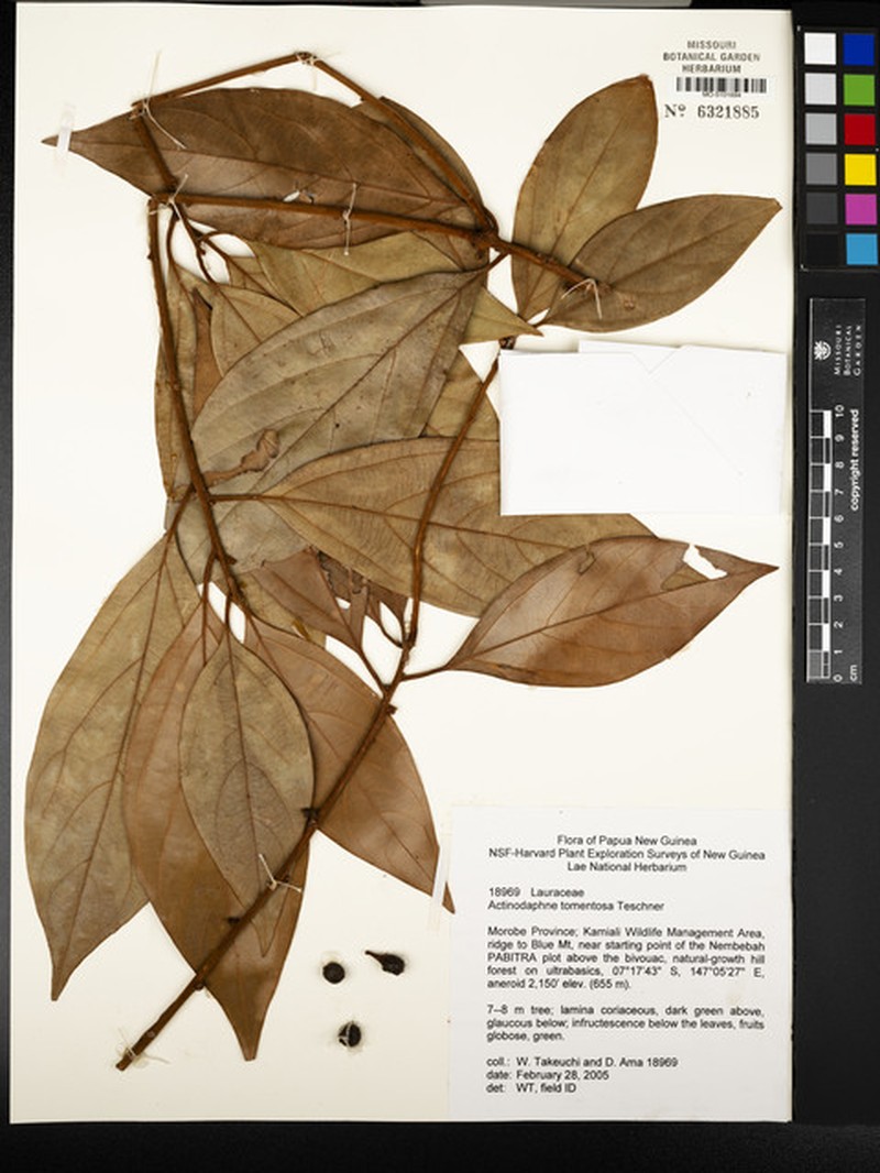 Actinodaphne tomentosa photo 3