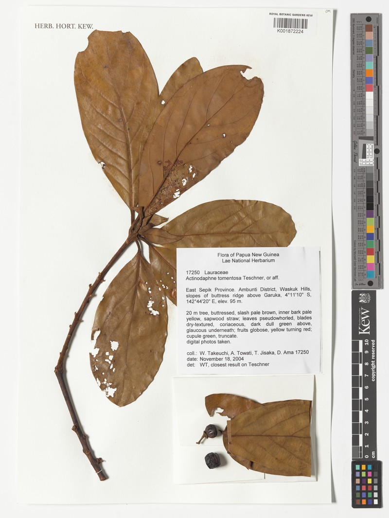 Actinodaphne tomentosa photo 4