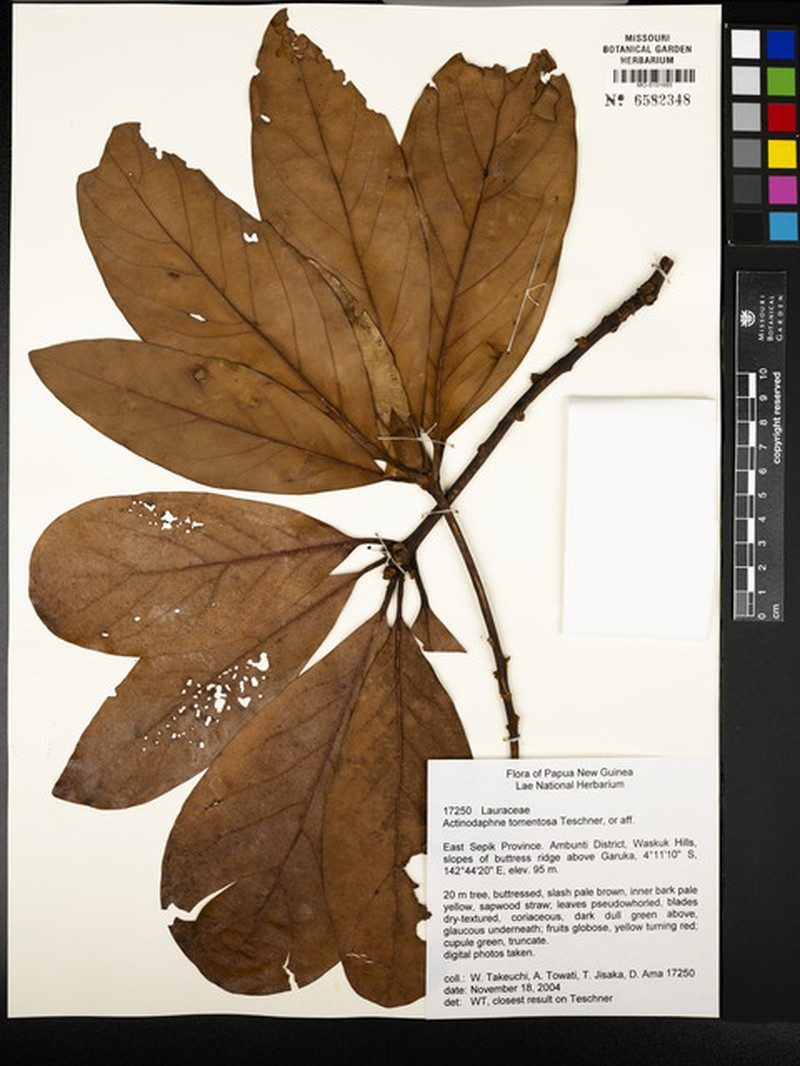 Actinodaphne tomentosa photo 5