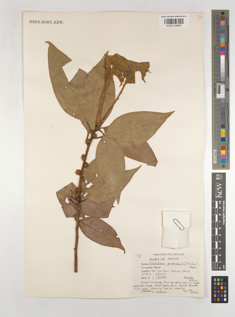 Actinodaphne tomentosa photo 6