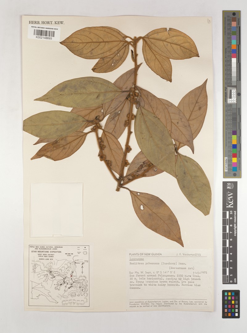 Actinodaphne tomentosa photo 7