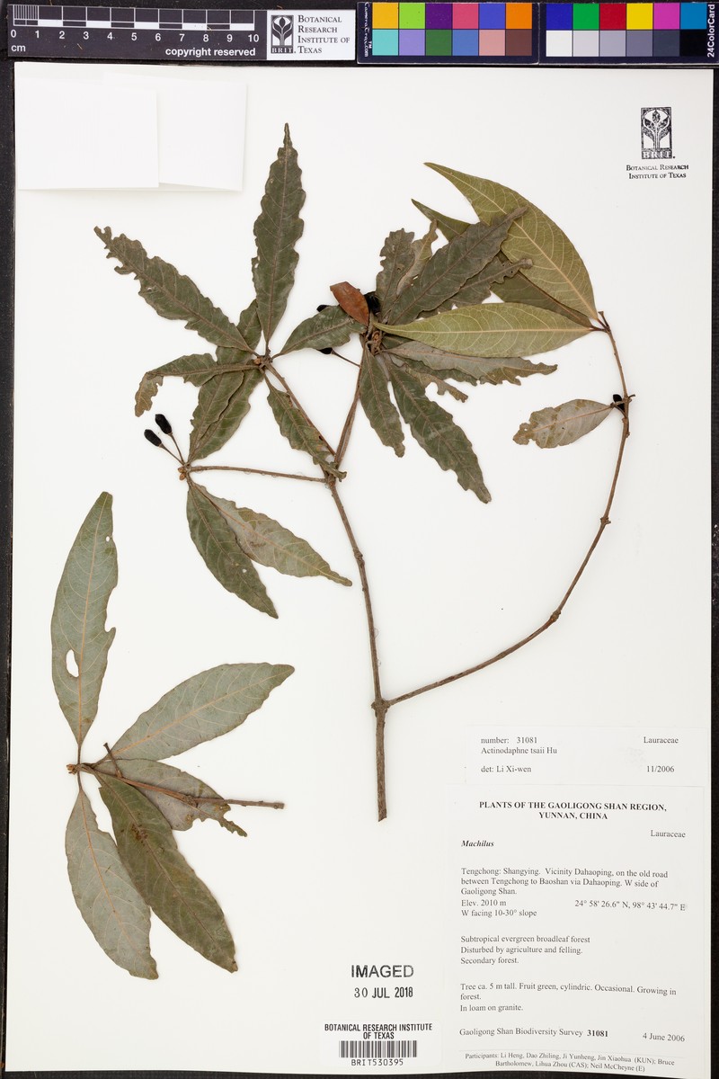 Actinodaphne tsaii