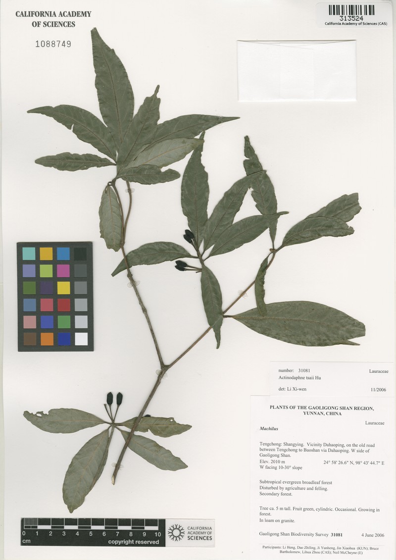 Actinodaphne tsaii photo 2