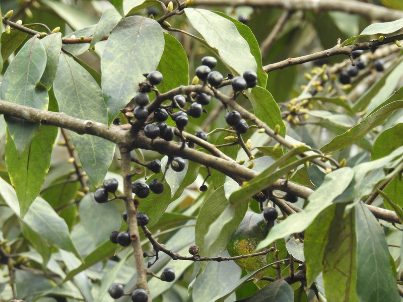 Actinodaphne wightiana