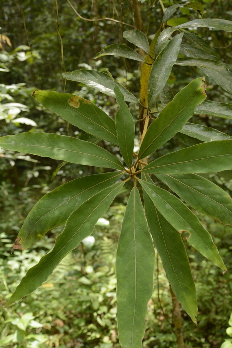 Actinodaphne wightiana photo 2