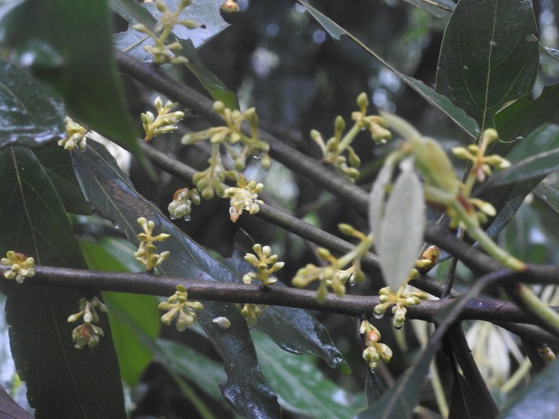 Actinodaphne wightiana photo 3