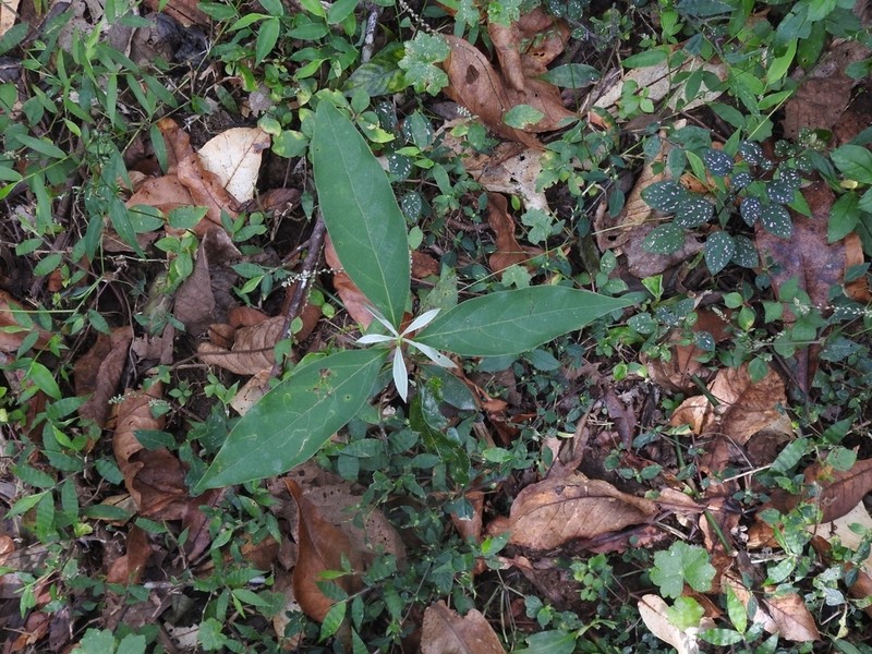 Actinodaphne wightiana photo 4