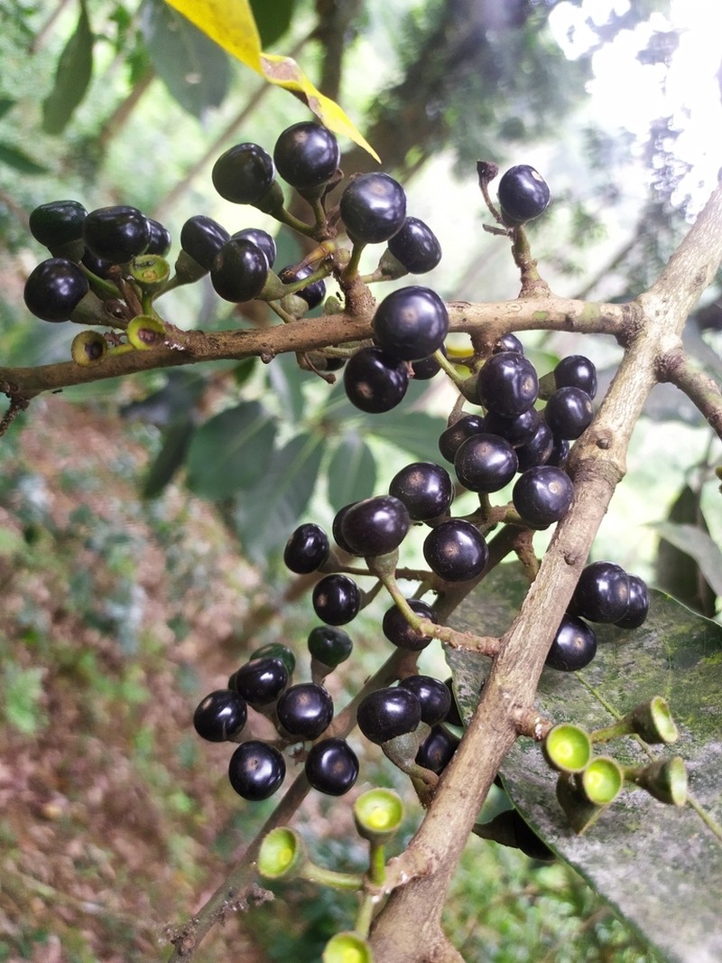 Actinodaphne wightiana photo 6