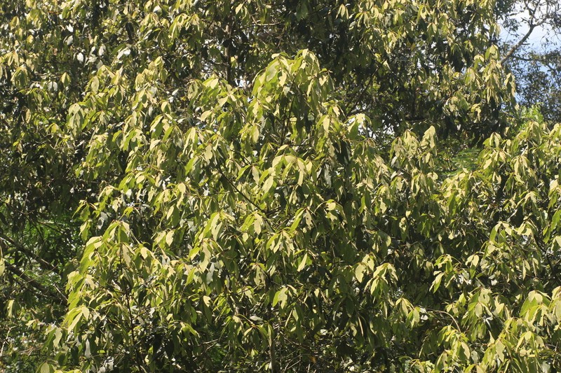 Actinodaphne wightiana photo 8