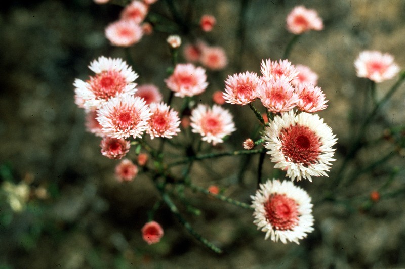 Actinodium cunninghamii