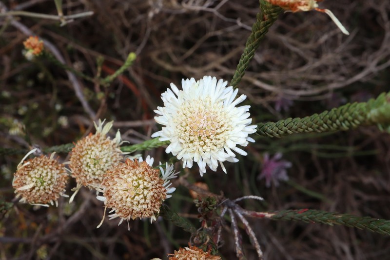 Actinodium cunninghamii photo 2