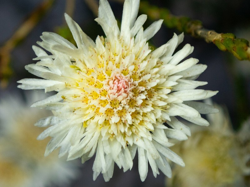 Actinodium cunninghamii photo 3
