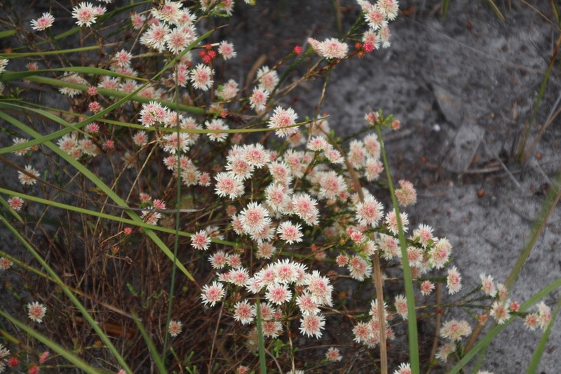 Actinodium cunninghamii photo 4