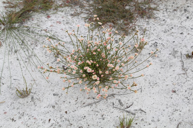 Actinodium cunninghamii photo 5