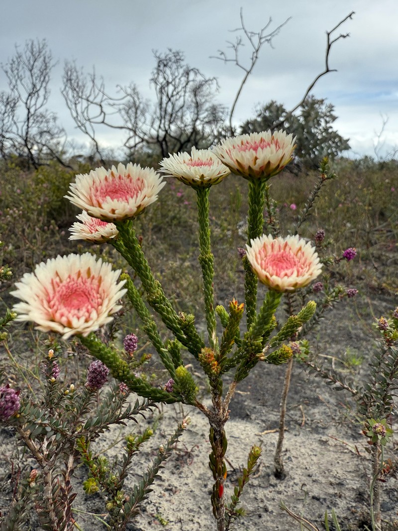 Actinodium cunninghamii photo 6