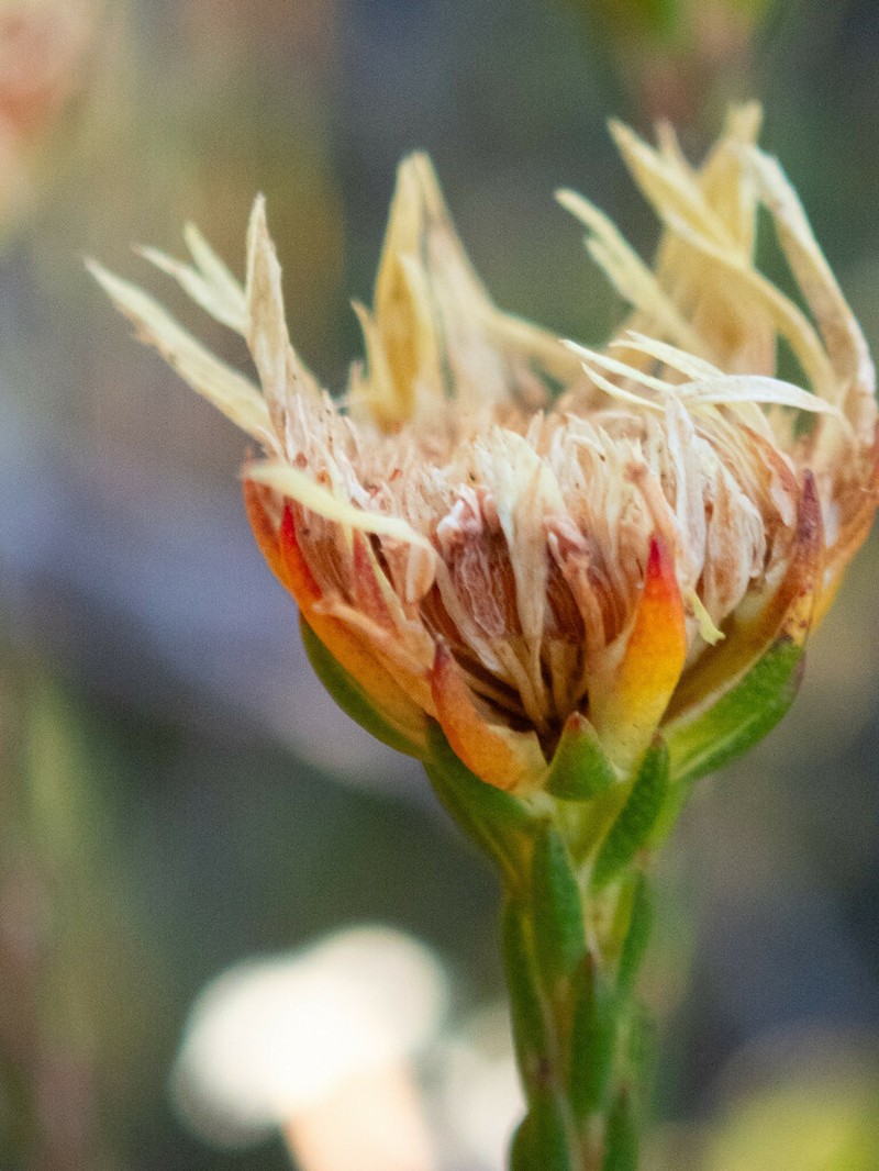 Actinodium cunninghamii photo 7