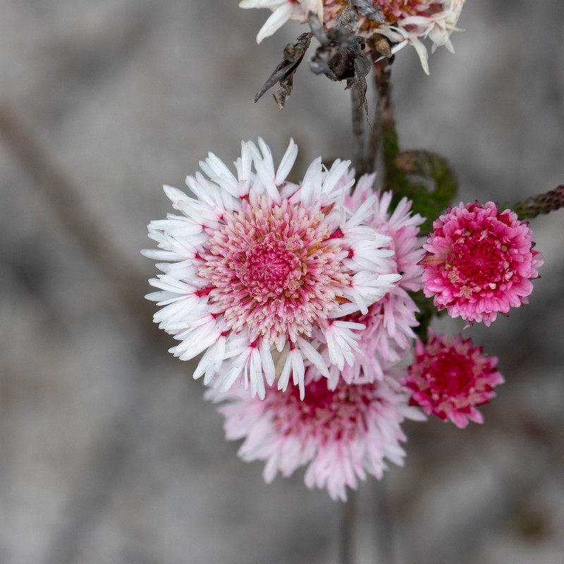 Actinodium cunninghamii photo 8