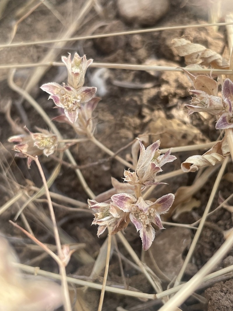 Actinolema eryngioides
