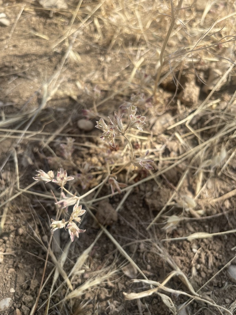 Actinolema eryngioides photo 2