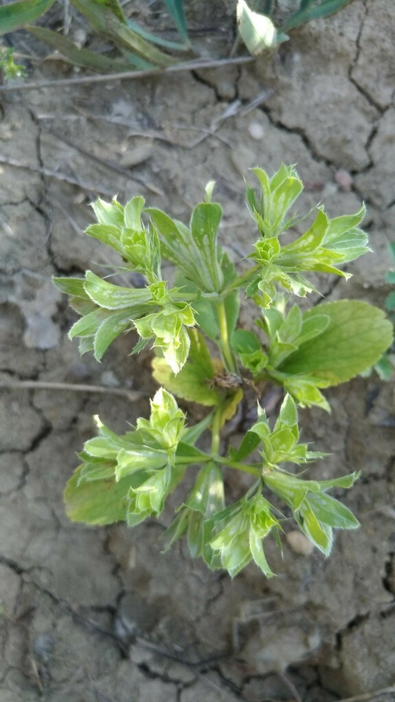 Actinolema macrolema photo 2