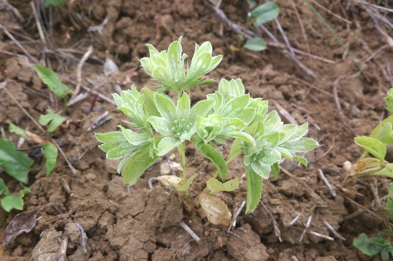 Actinolema macrolema photo 3