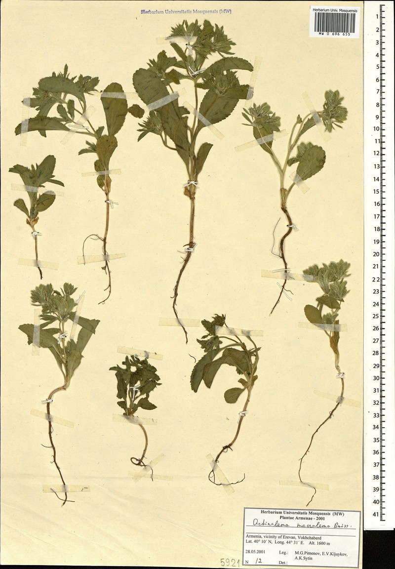 Actinolema macrolema photo 4