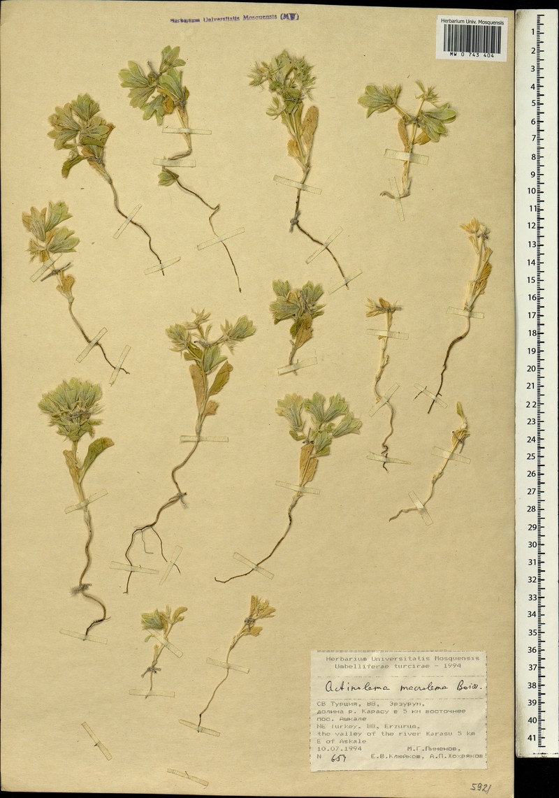Actinolema macrolema photo 5