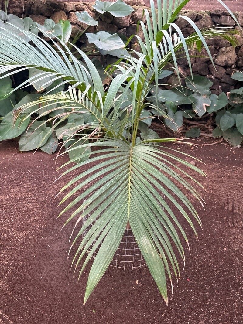 Actinorhytis calapparia