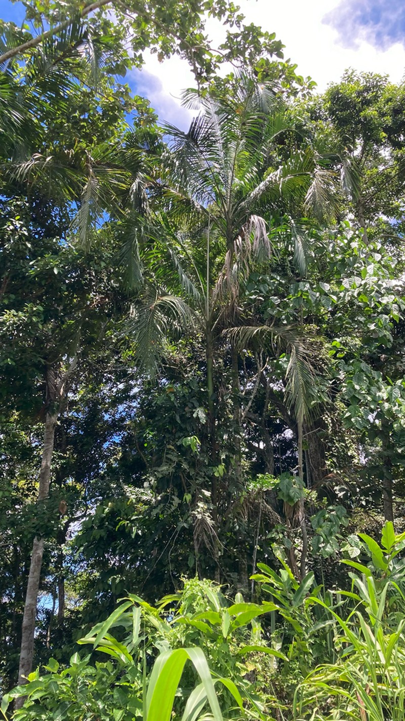 Actinorhytis calapparia photo 2