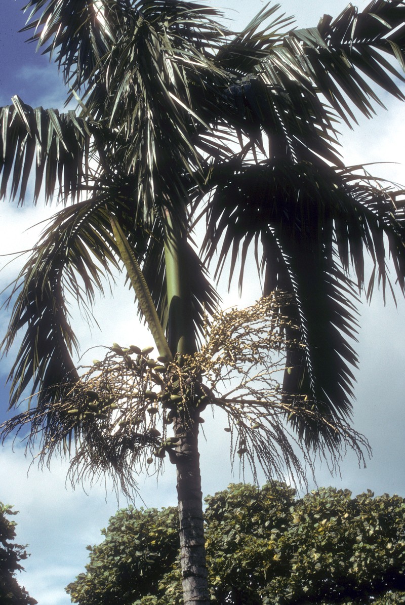 Actinorhytis calapparia photo 3