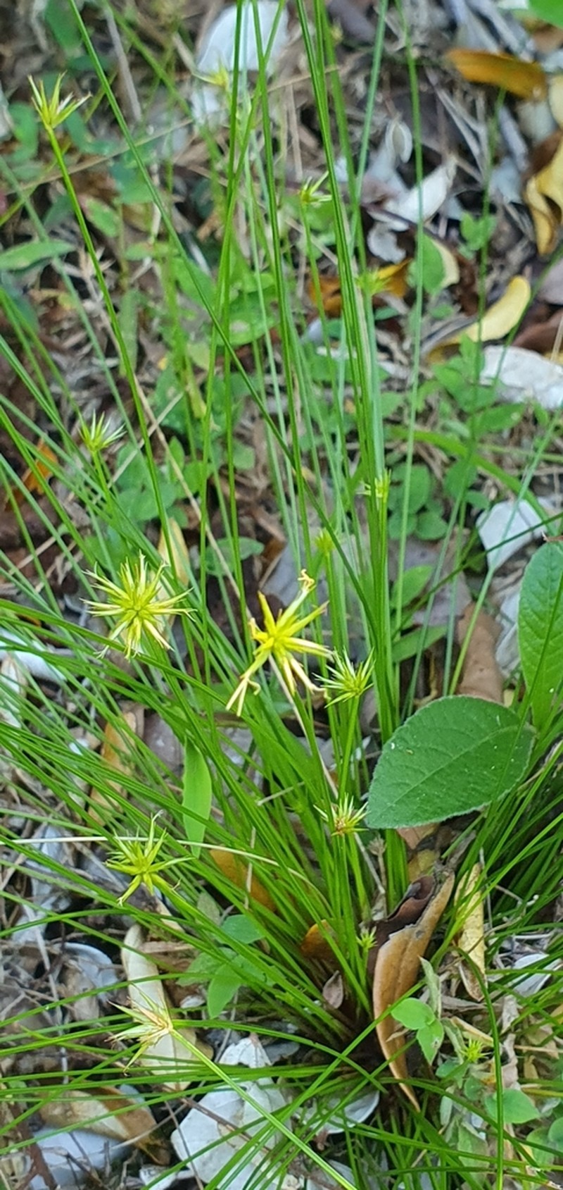 Actinoschoenus aphyllus