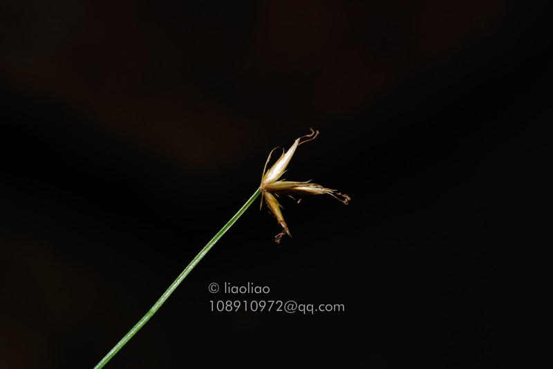 Actinoschoenus aphyllus photo 2