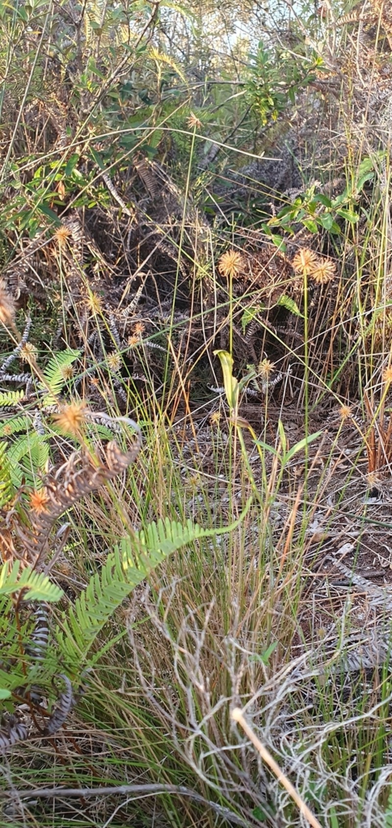 Actinoschoenus aphyllus photo 3