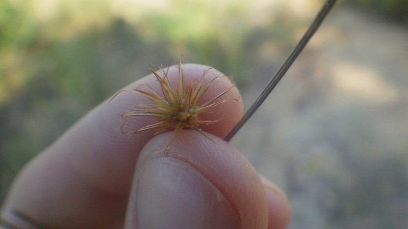 Actinoschoenus aphyllus photo 4