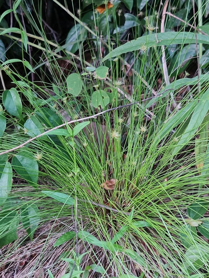 Actinoschoenus aphyllus photo 5