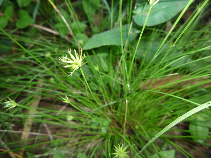 Actinoschoenus aphyllus photo 6
