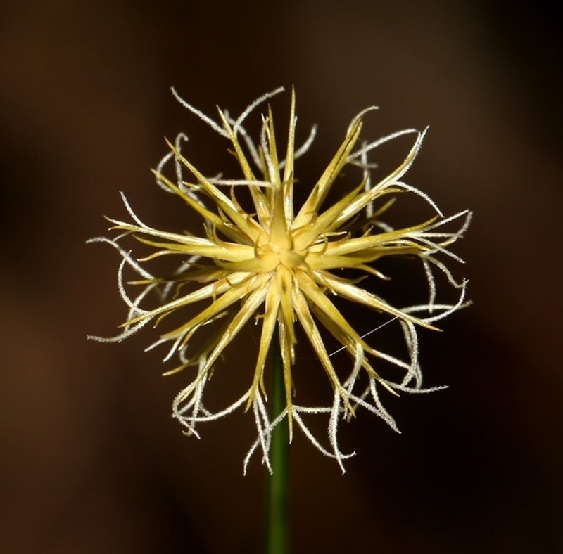 Actinoschoenus aphyllus photo 7