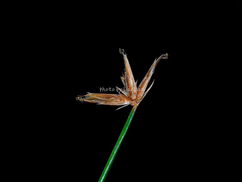 Actinoschoenus aphyllus photo 8
