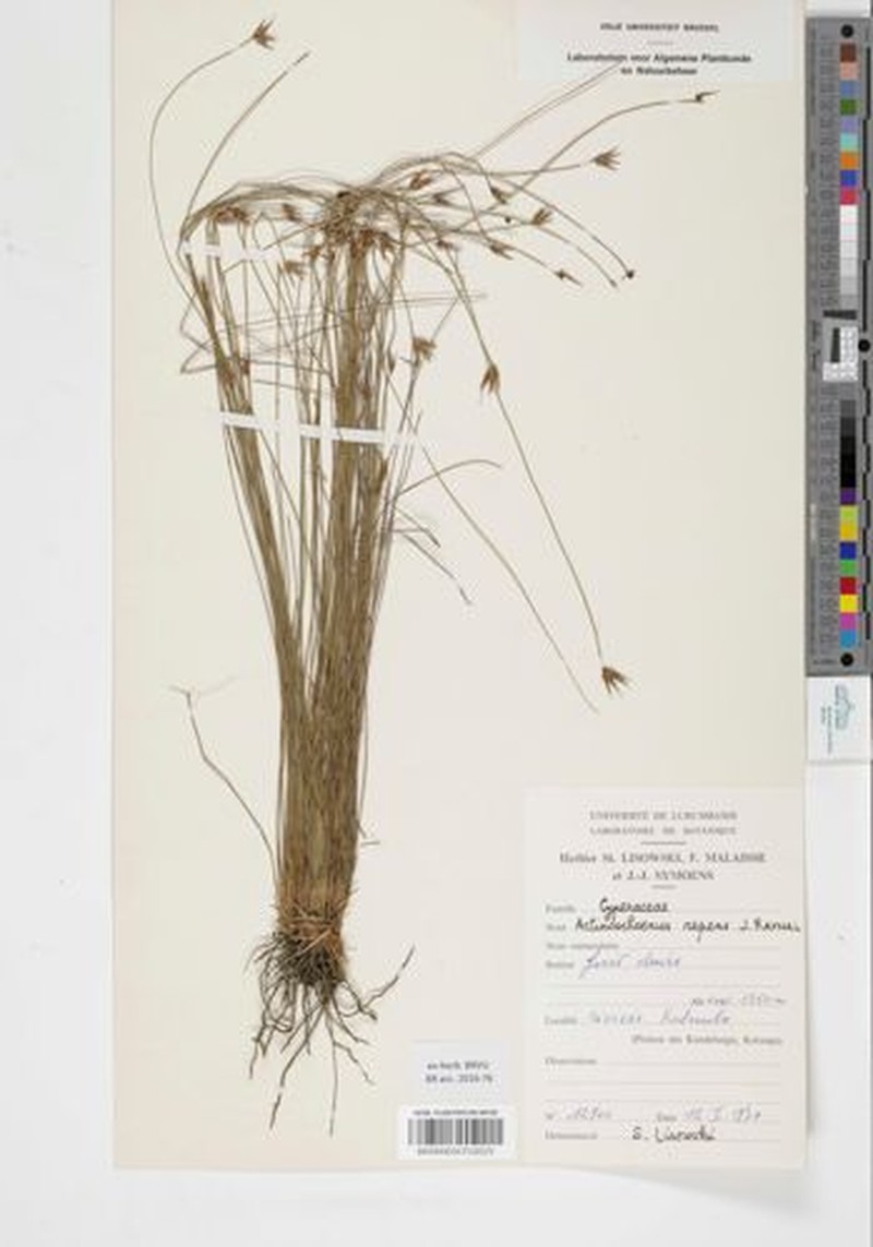 Actinoschoenus repens