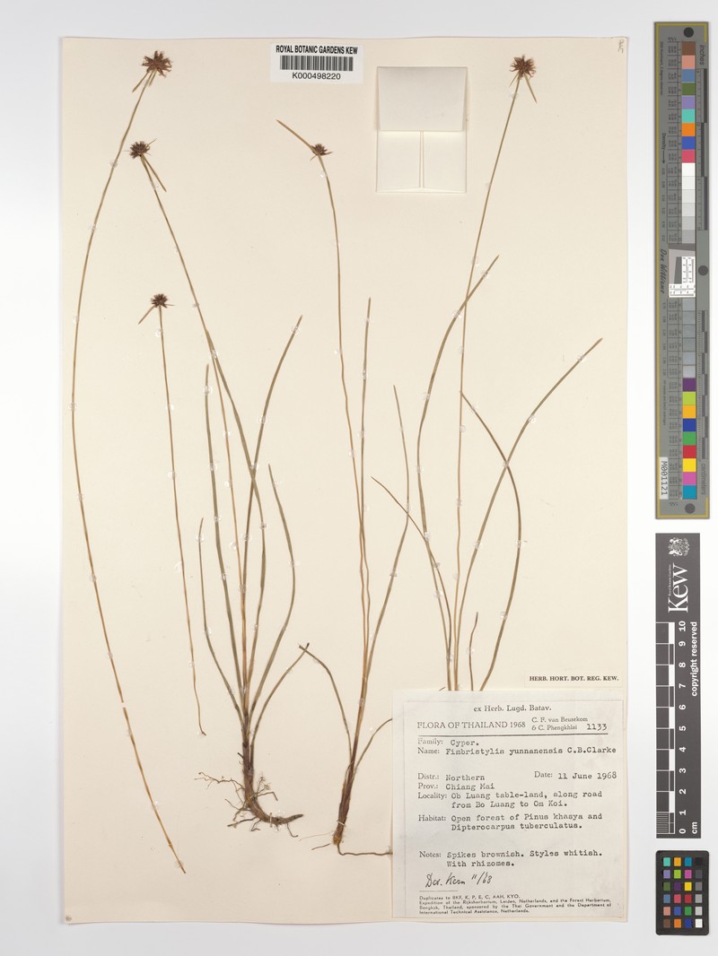 Actinoschoenus yunnanensis