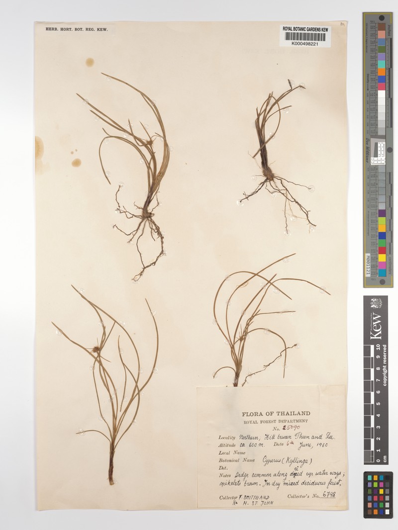 Actinoschoenus yunnanensis photo 2