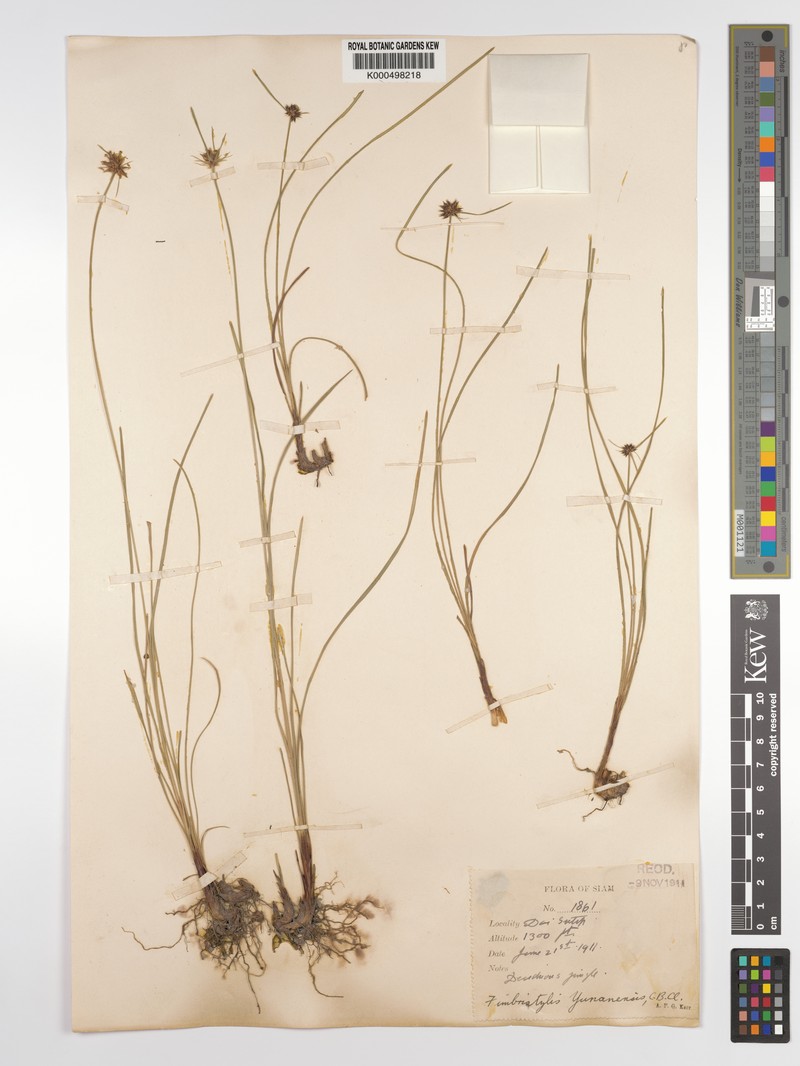 Actinoschoenus yunnanensis photo 3