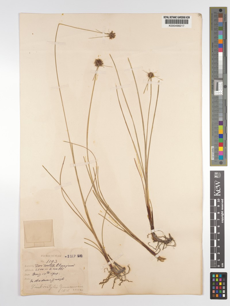 Actinoschoenus yunnanensis photo 4