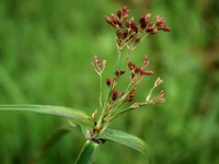 Actinoscirpus grossus