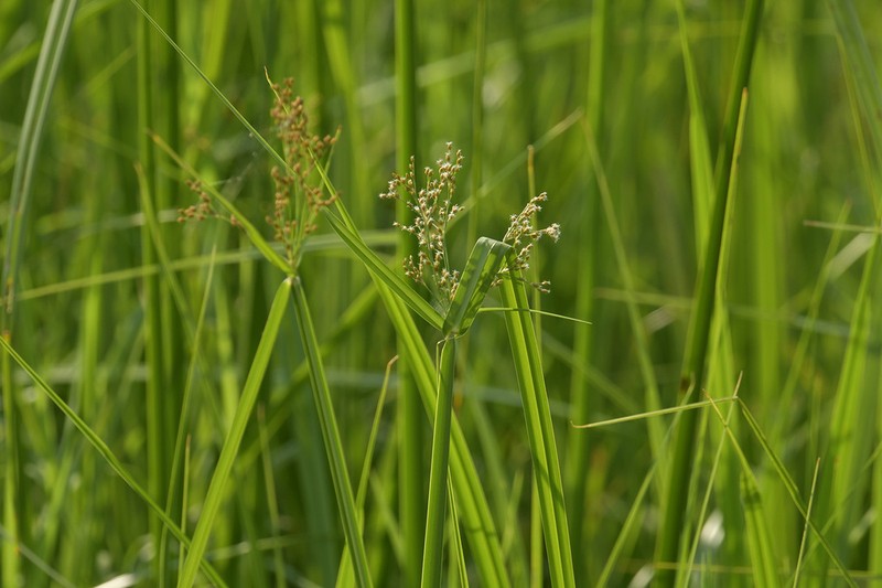 Actinoscirpus grossus photo 4