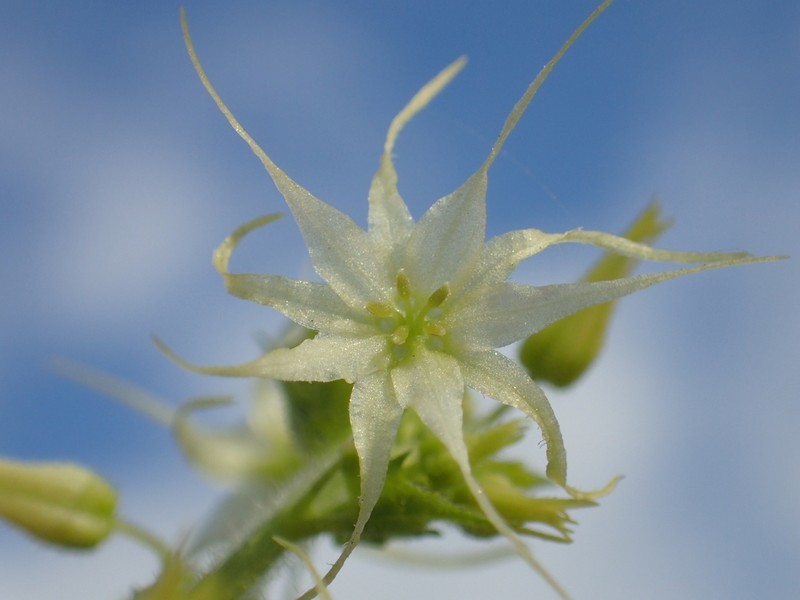 Actinostemma lobatum photo 4